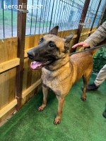 Thor - Sie können auf absolute Loyalität zählen!