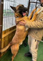 Thor - Sie können auf absolute Loyalität zählen!