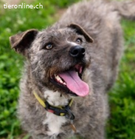 Tiara - eine tolle Seele