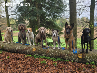 Tierpflegerin, Aushilfe, Praktikantin gesucht