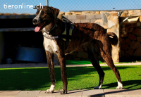 Tierra - Die wunderbare Herzenshündin: Liebevoll&verschmust