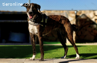 Tierra - Die wunderbare Herzenshündin: Liebevoll&verschmust