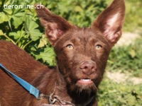 Tiffany - kleiner Wirbelwind