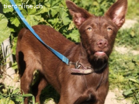 Tiffany - kleiner Wirbelwind