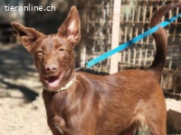 Tiffany - kleiner Wirbelwind