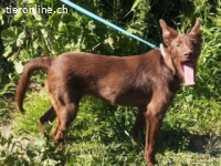 Tiffany - kleiner Wirbelwind