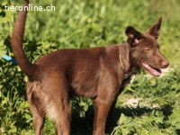 Tiffany - kleiner Wirbelwind