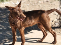 Tiffany - kleiner Wirbelwind