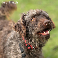 Tilda – fröhliche Hündin mit Herz und Lebensfreude