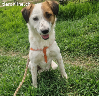 Tilly – junge, aktive Hündin