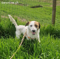 Tilly – junge, aktive Hündin