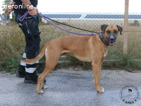 Tim - Junger, aktiver Rüde möchte die Welt entdecken