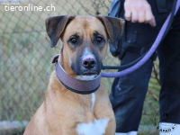 Tim - Junger, aktiver Rüde möchte die Welt entdecken