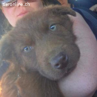 Timi - Potenzial zum treuen Begleiter