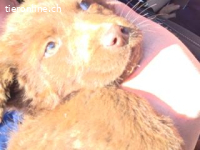 Timi - Potenzial zum treuen Begleiter