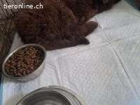 Timi - Potenzial zum treuen Begleiter