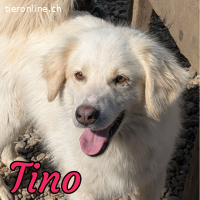 Tino sucht aktive Menschen für gemeinsame Abenteuer