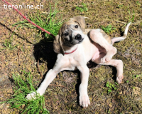 Tiriel - verdient die Hauptrolle in einem besseren Film