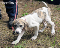Tiriel - verdient die Hauptrolle in einem besseren Film