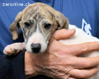 Tiriel - verdient die Hauptrolle in einem besseren Film