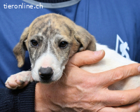 Tiriel - verdient die Hauptrolle in einem besseren Film