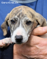 Tiriel - verdient die Hauptrolle in einem besseren Film