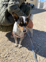 Titch sucht ein richtiges Zuhause!