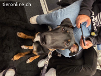 Titel: Kraftpaket mit Familienherz: Chief (9 Mon.) sucht ein