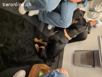 Titel: Kraftpaket mit Familienherz: Chief (9 Mon.) sucht ein