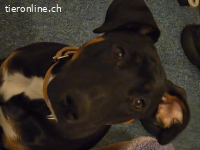 Titel: Kraftpaket mit Familienherz: Chief (9 Mon.) sucht ein