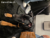 Titel: Kraftpaket mit Familienherz: Chief (9 Mon.) sucht ein