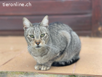 Tito – ein Freund fürs Leben