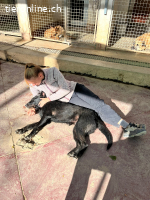 Tizon, m./kastr., geb. 04/2023, Größe: 52 cm/20 kg