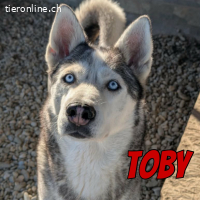 Toby ist bereit für gemeinsame Abenteuer