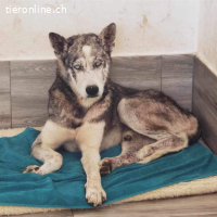 Toby ist bereit für gemeinsame Abenteuer