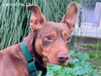 Tocho - kleiner, schokoladenfarbener Tocho