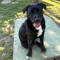 Töpi – fröhlicher und offener junger Rüde