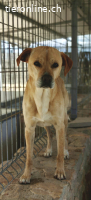 Tofee - Ausgeglichener Herzenshund