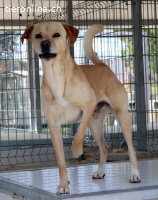 Tofee - Ausgeglichener Herzenshund