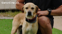 Tofee - Ausgeglichener Herzenshund