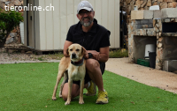 Tofee - Ausgeglichener Herzenshund
