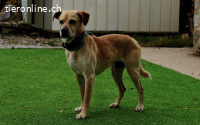 Tofee - Ausgeglichener Herzenshund
