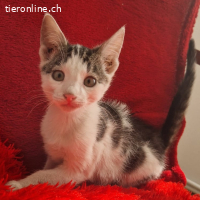 Toffee - Strassenbaby sucht sein Glück