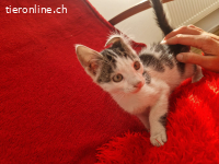 Toffee - Strassenbaby sucht sein Glück