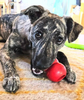 TOFU, junger Charmeur, 6 Monate, sucht grosses Herz