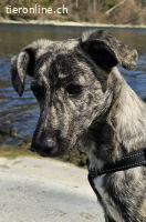 TOFU, junger Charmeur, 6 Monate, sucht grosses Herz