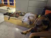 TOFU, junger Charmeur, 6 Monate, sucht grosses Herz