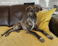 TOFU, junger Charmeur, 7 Monate, sucht grosses Herz