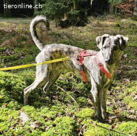 TOFU, lustig, voller Neugier, verschmust