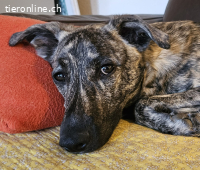 TOFU, lustig, voller Neugier, verschmust